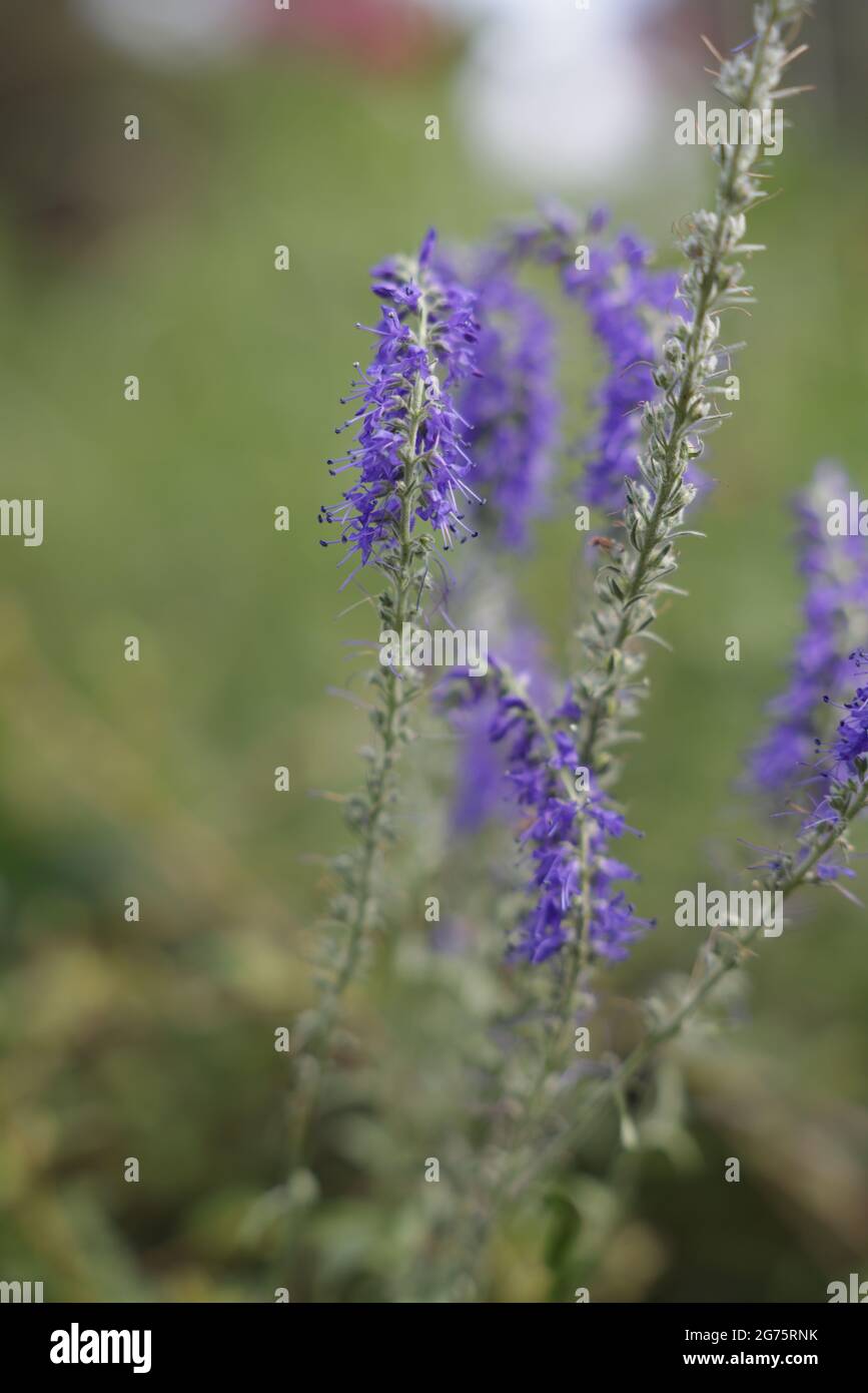 A rotated closeup of the Spiked speedwell. Selected focus. Stock Photo