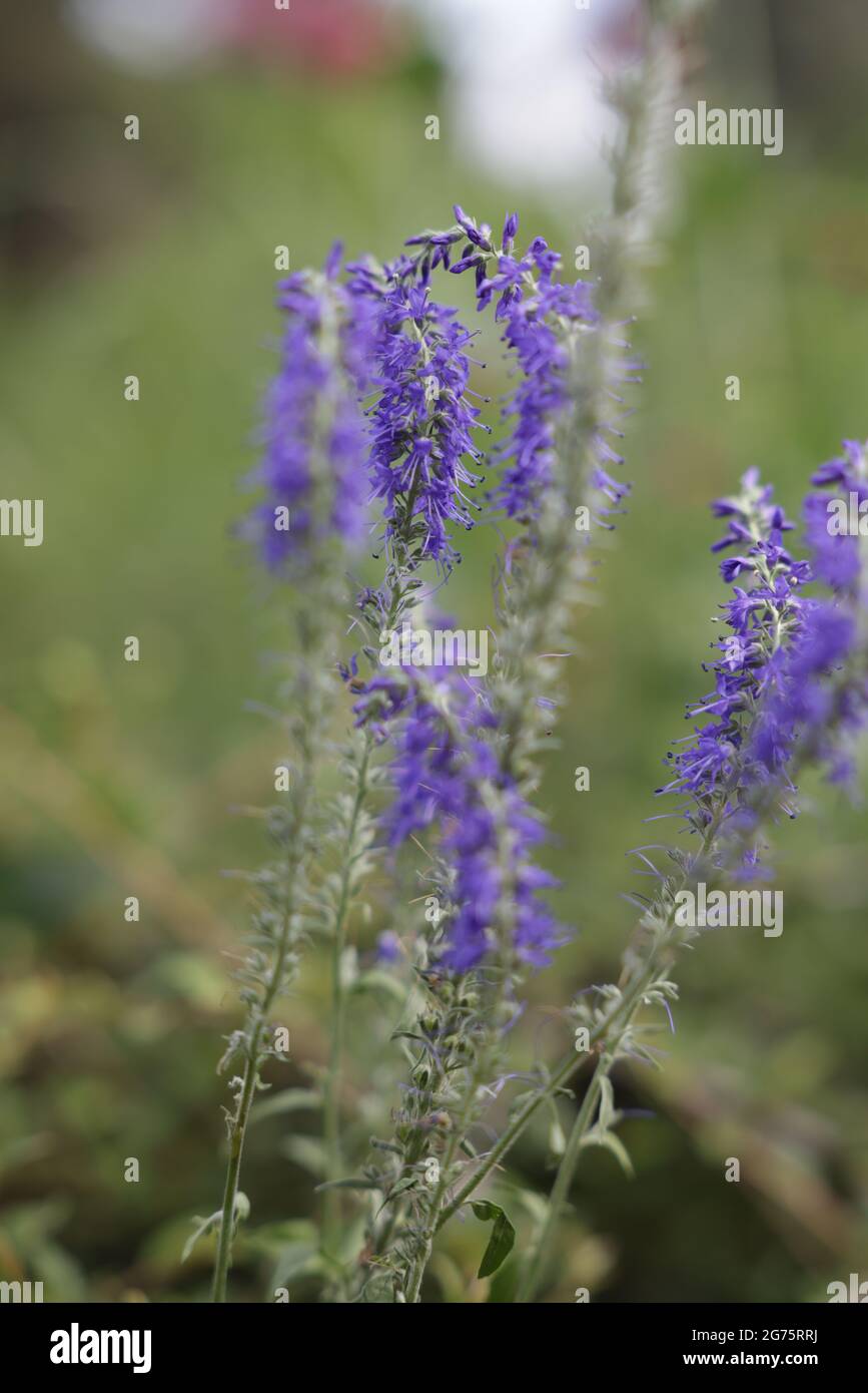 A rotated closeup of the Spiked speedwell. Selected focus. Stock Photo