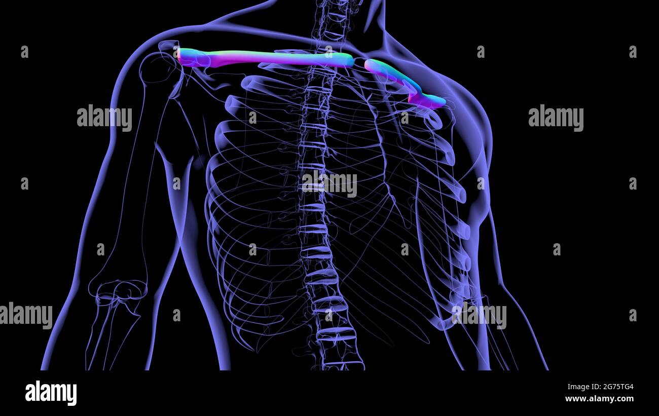 Human skeleton anatomy Clavicle Bones 3D Rendering For Medical Concept