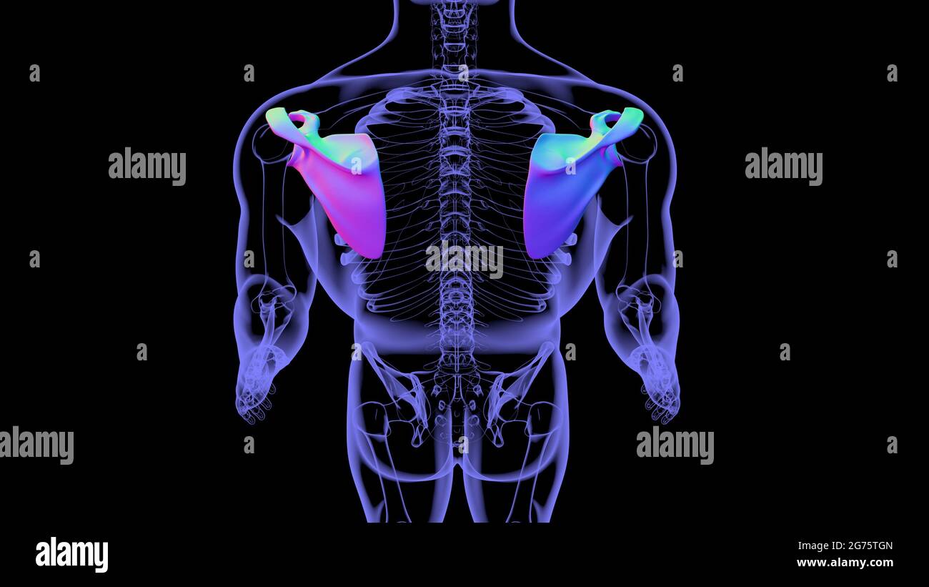 Human skeleton anatomy Scapula Bone 3D Rendering For Medical Concept