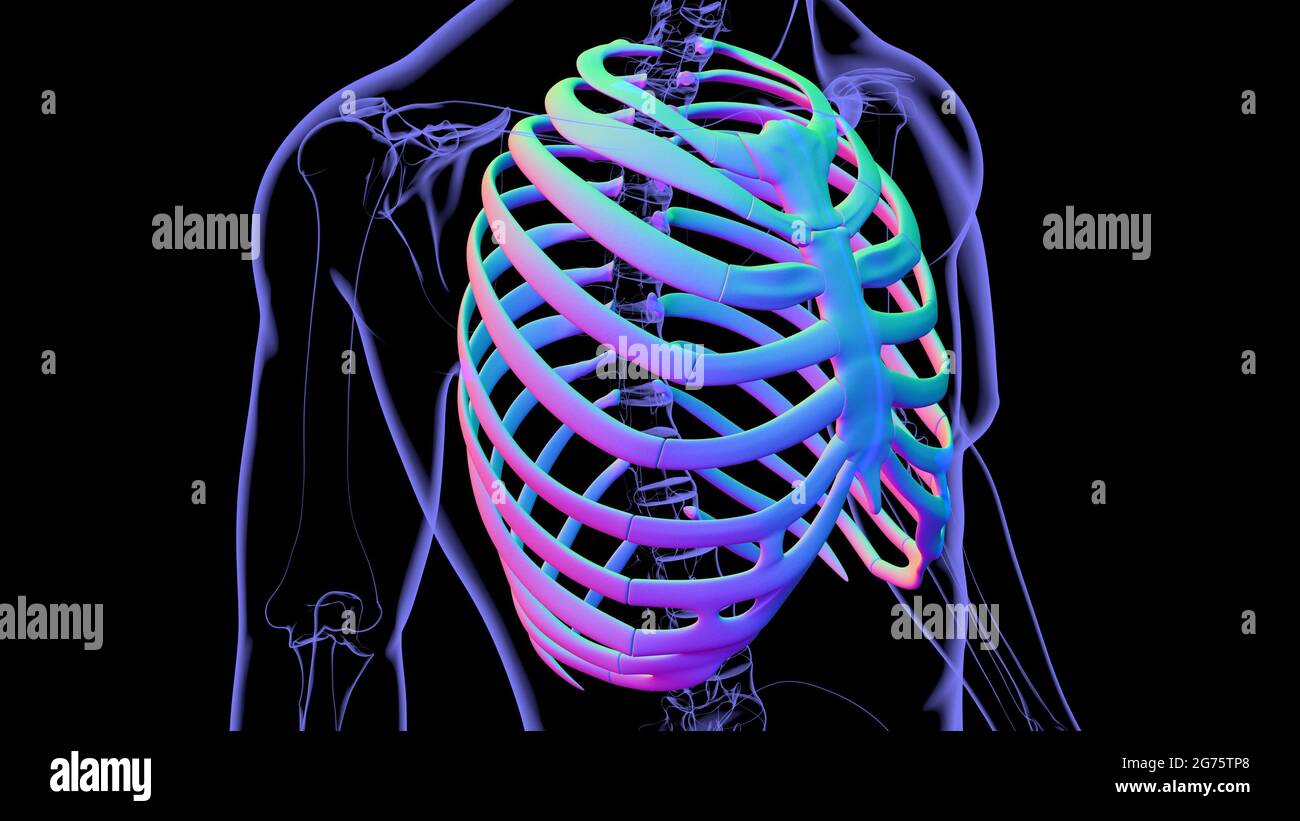 Human skeleton anatomy Rib Cage 3D Rendering For Medical Concept Stock ...