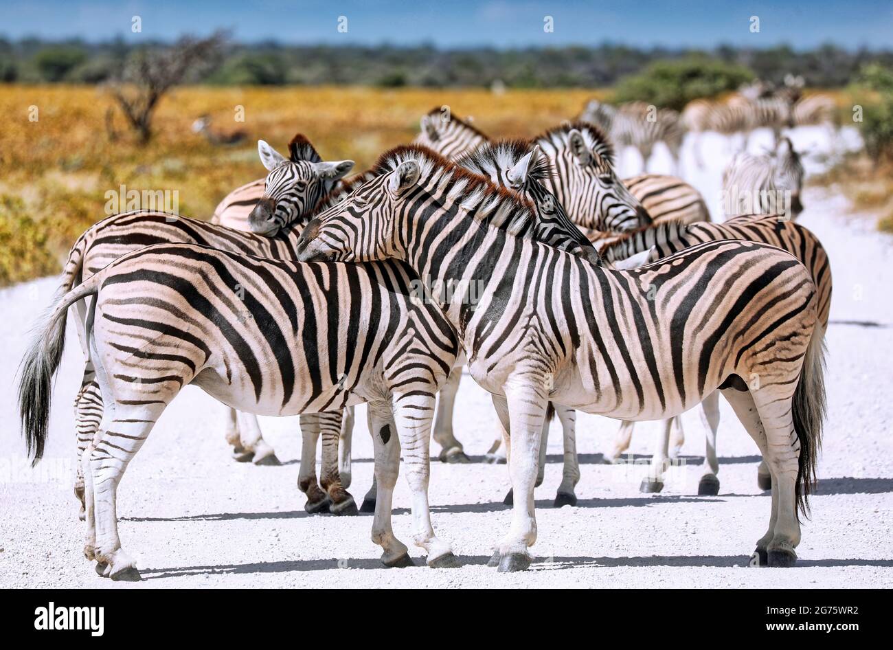 Zebras, Etosha NP, Namibia Stock Photo