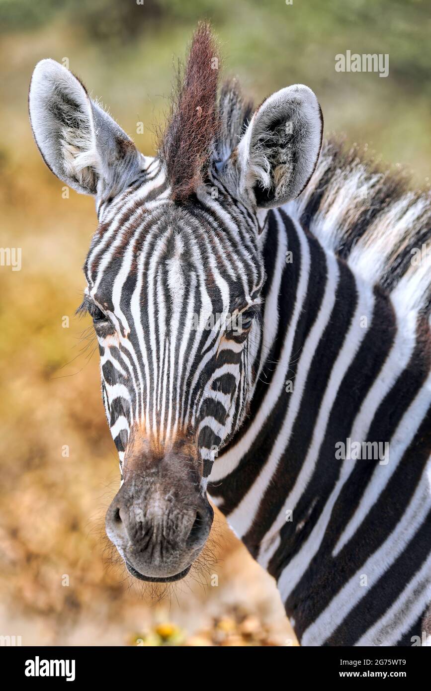 Zebra, Etosha NP, Namibia Stock Photo
