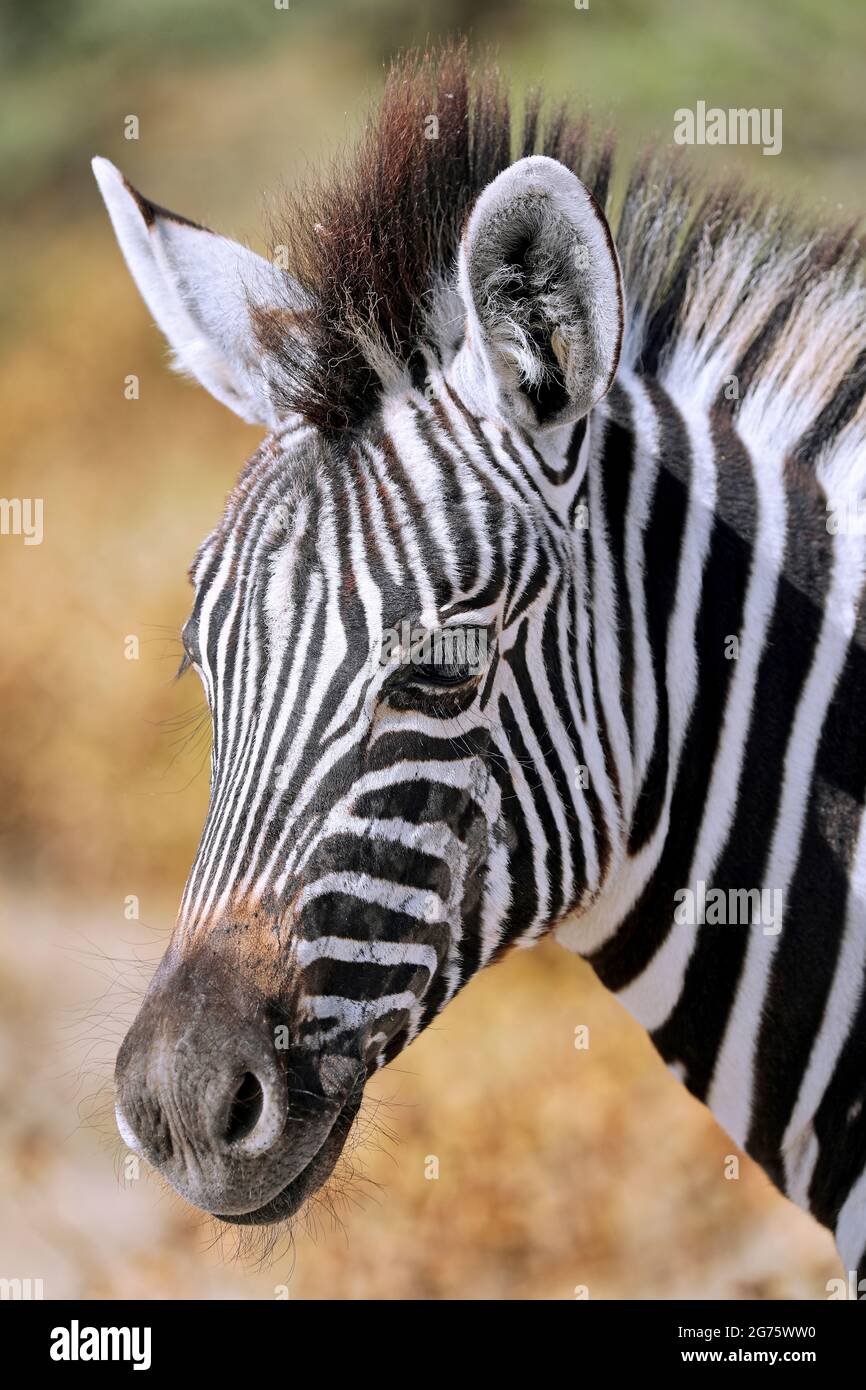 Zebra, Etosha NP, Namibia Stock Photo