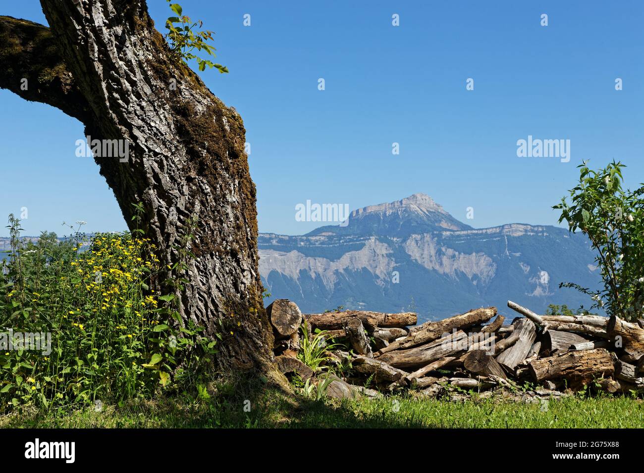 Trees and Chamechaude summit in the background Stock Photo