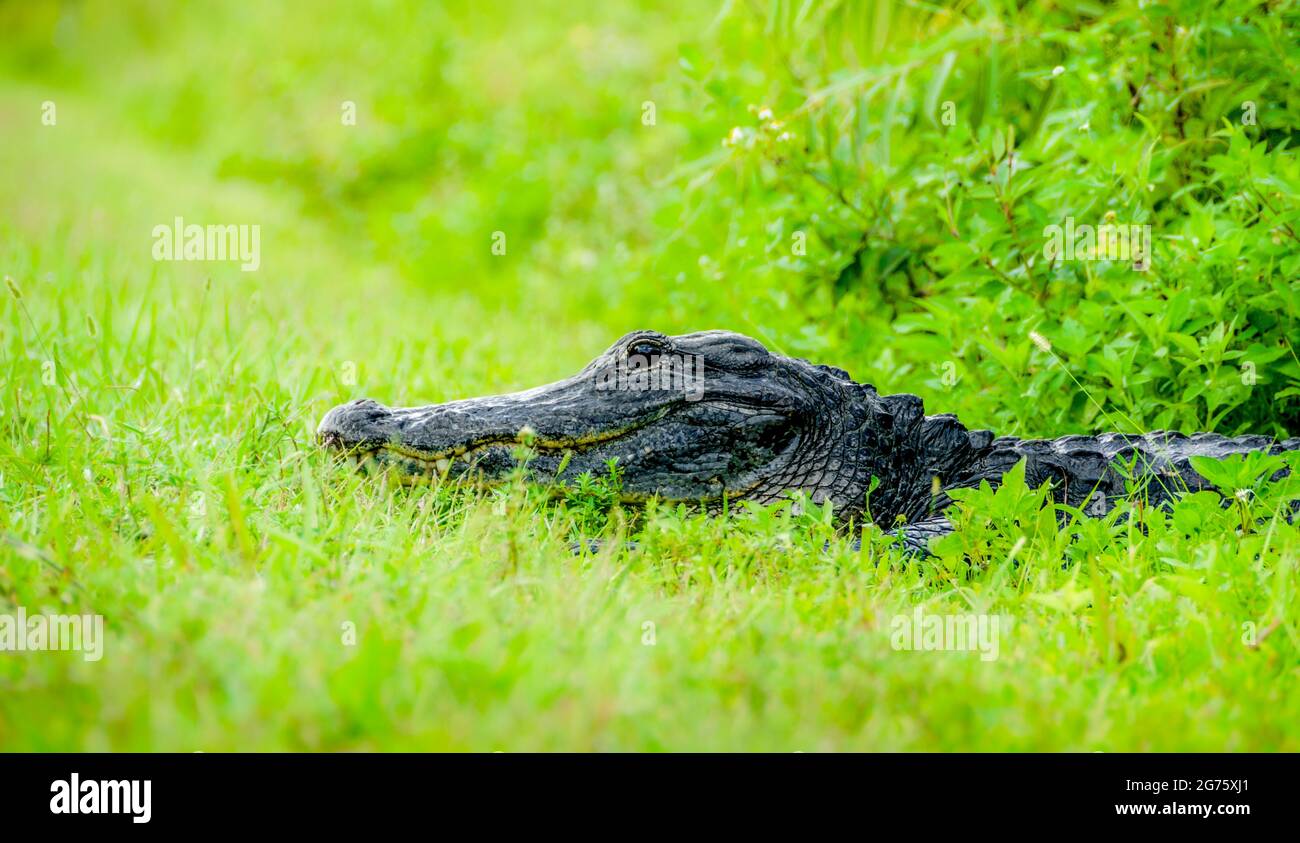 Floridas everglades national park hi-res stock photography and images ...