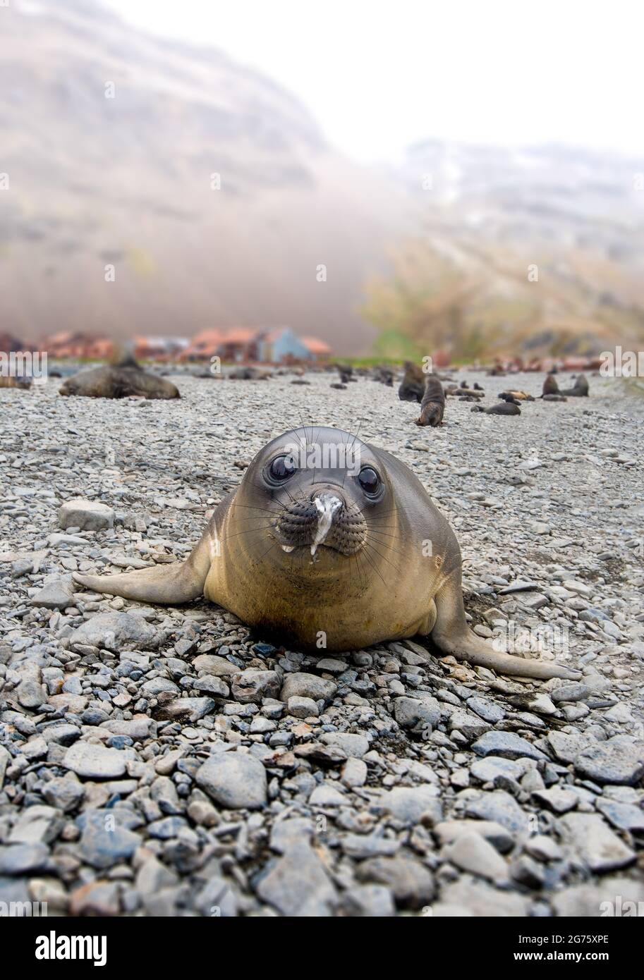 Baby Southern Elephant Seal Antarctica Stock Photo - Alamy