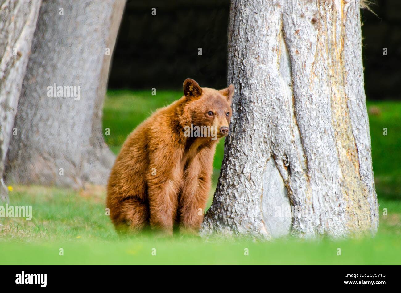 Cinnamon Colored Brown Bear Cub Stock Photo Alamy