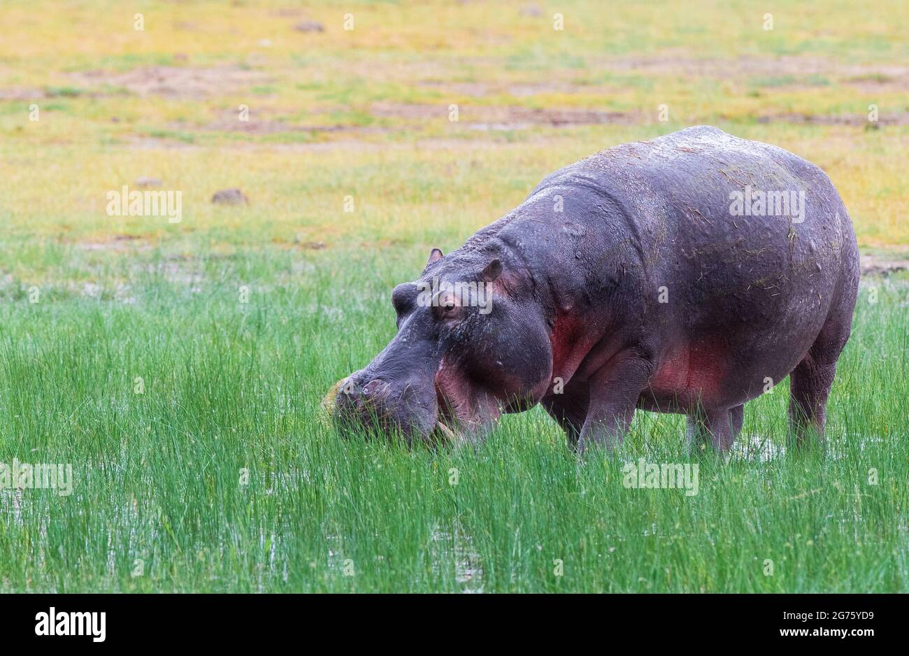 Hippopotamus Stock Photo