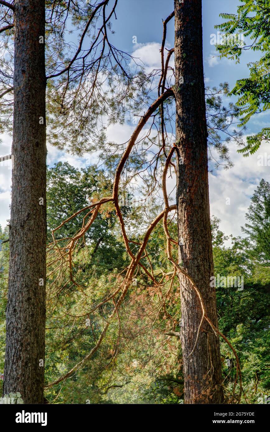 Russia tree hi-res stock photography and images - Alamy