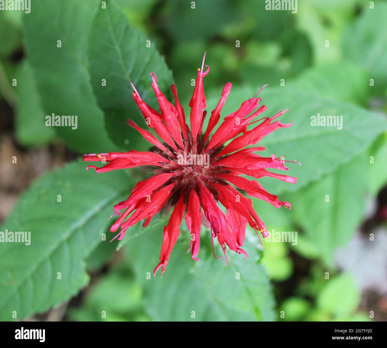 A Red Bee Balm Blossom Stock Photo