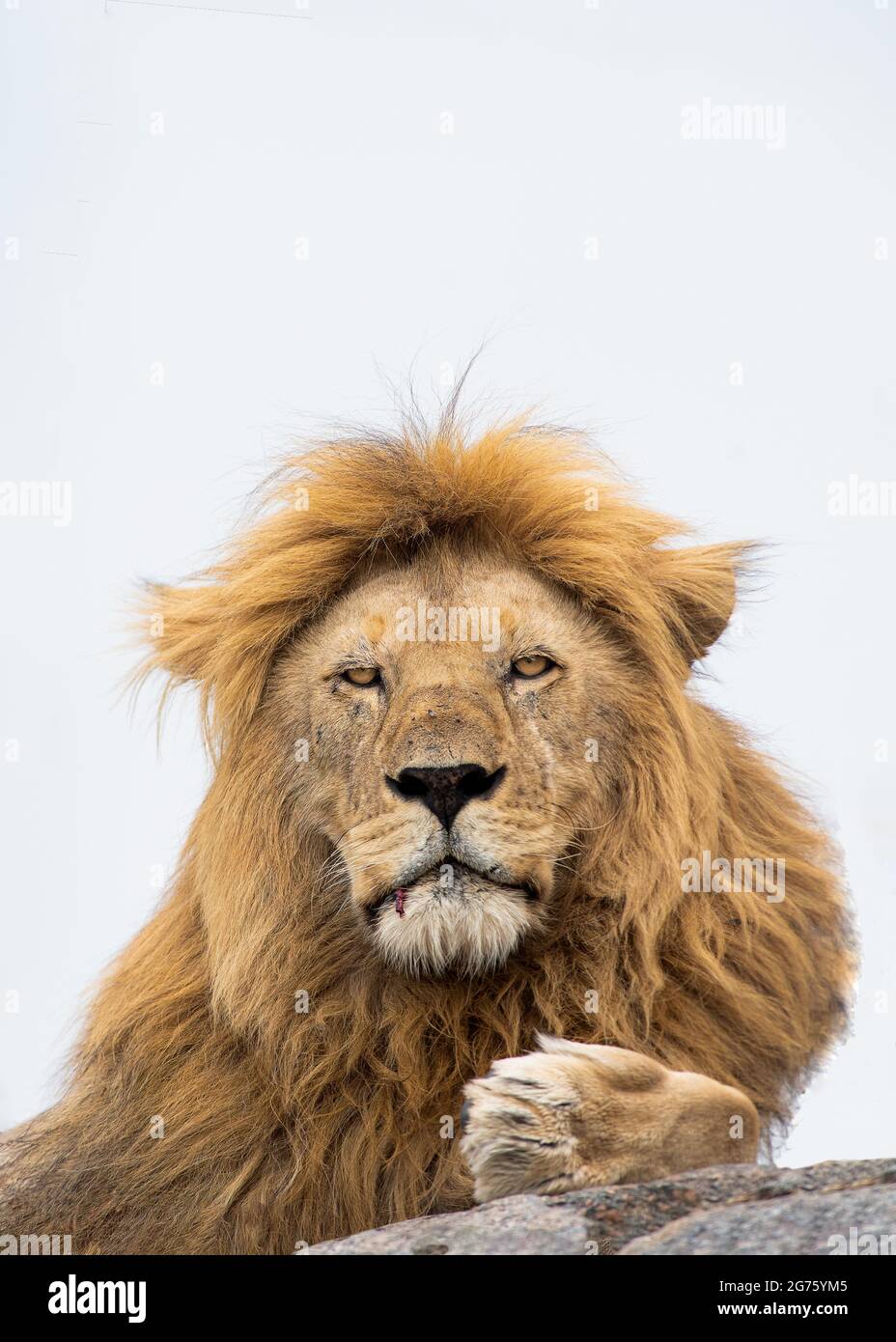 Male lion head shot profile hi-res stock photography and images - Alamy