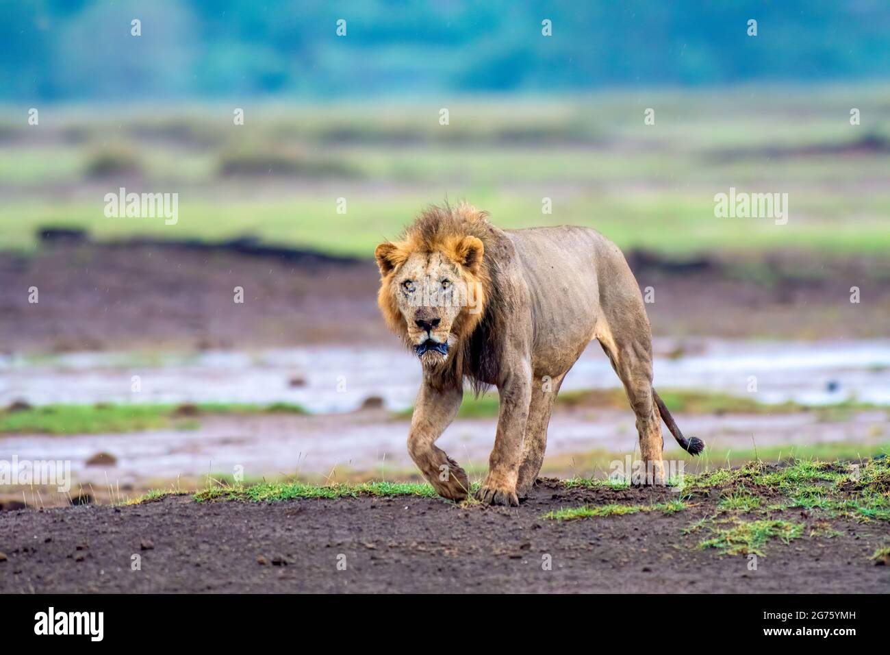 Male lion head shot profile hi-res stock photography and images - Alamy