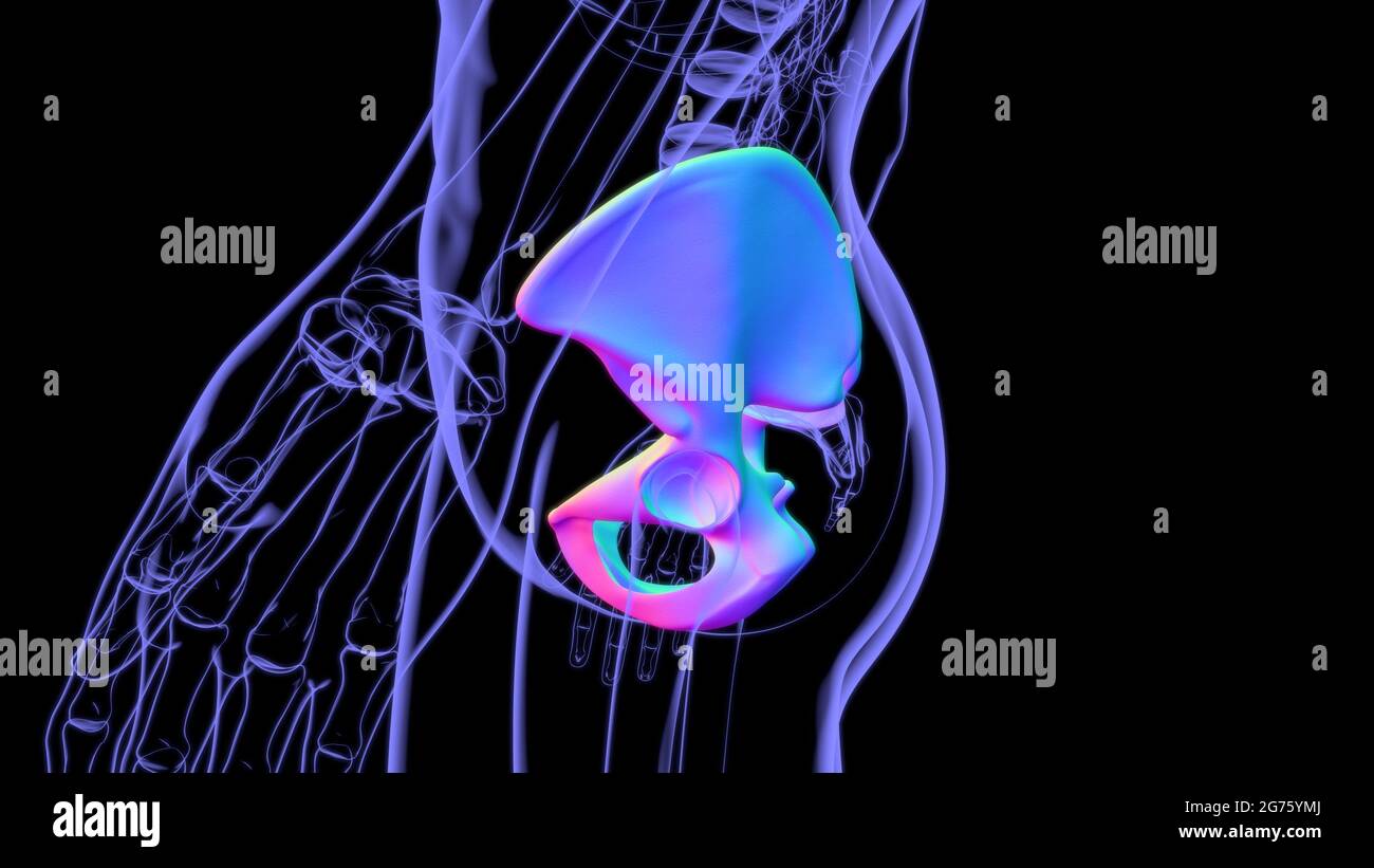 Human Skeleton Hip Or Pelvic Bone Anatomy For Medical Concept 3d