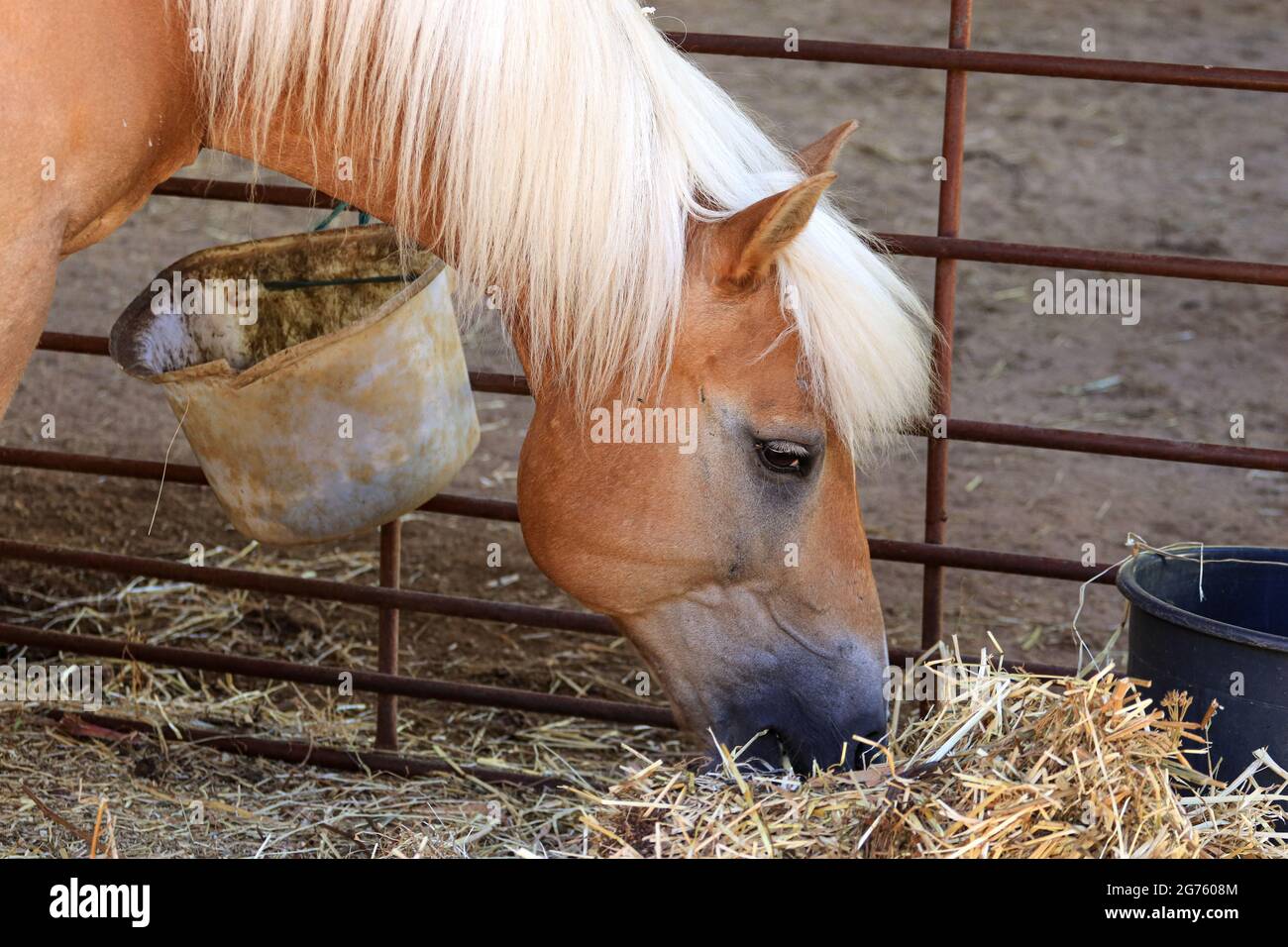 Amazing brown horse eating straw in the stable Stock Photo Alamy