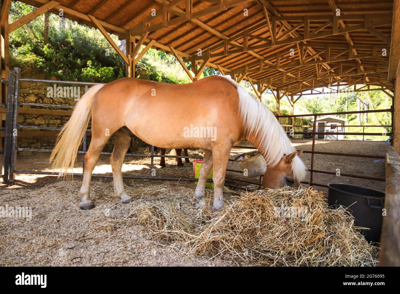 Amazing brown horse eating straw in the stable Stock Photo Alamy