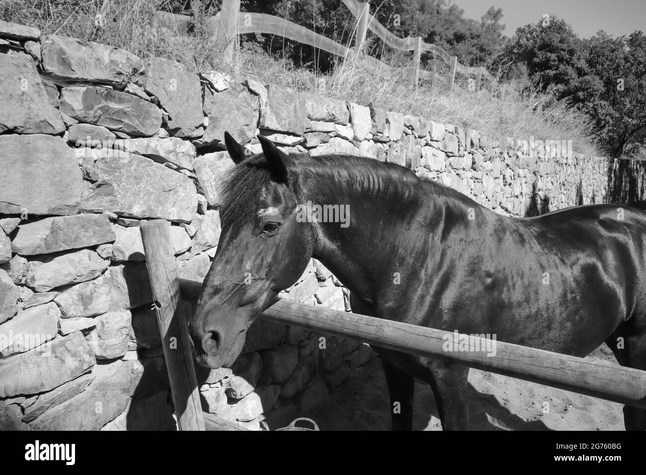 Amazing black horse in a stable Stock Photo