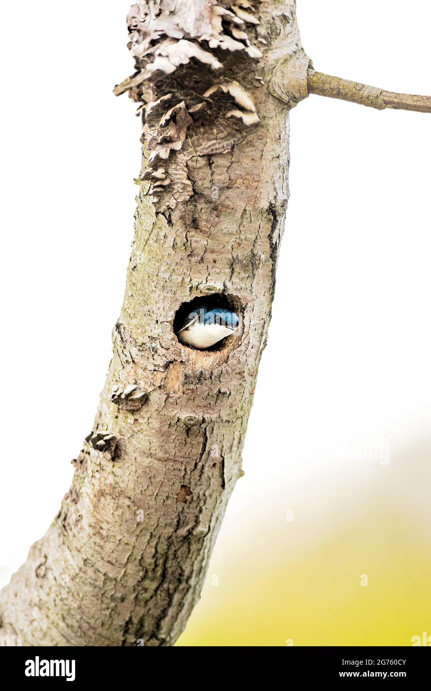 Tree Swallow Stock Photo