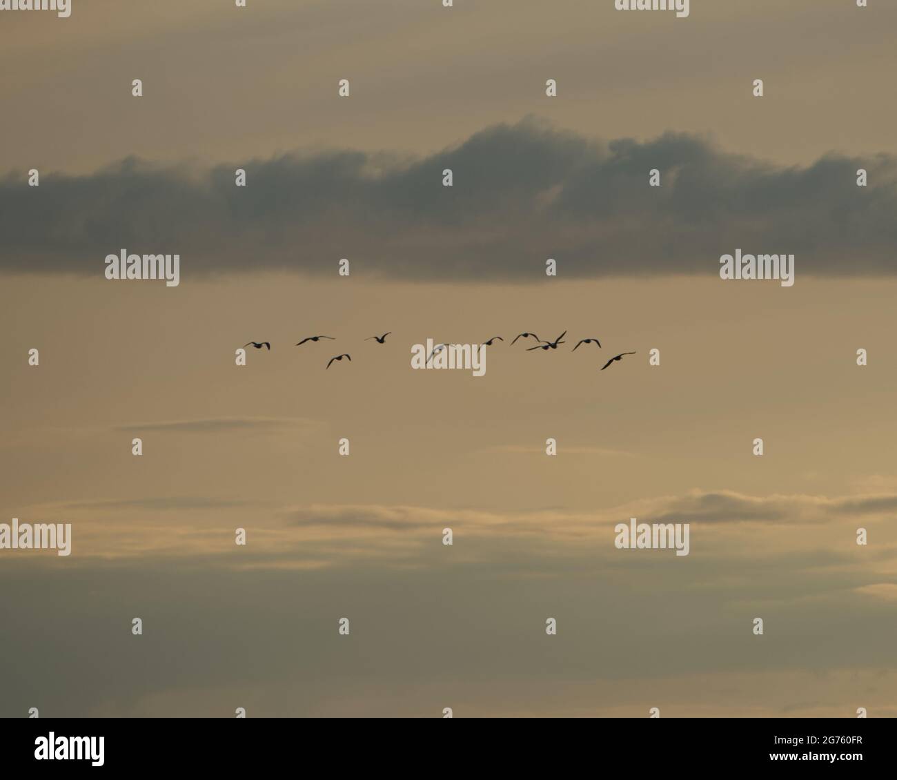 A flock of birds flying high in a cloudy sunset sky Stock Photo - Alamy