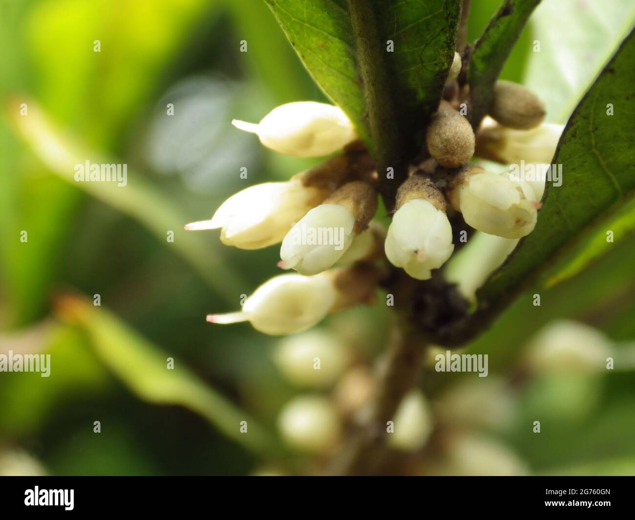 The white flower buds of a miracle fruit grown in the garden Stock Photo