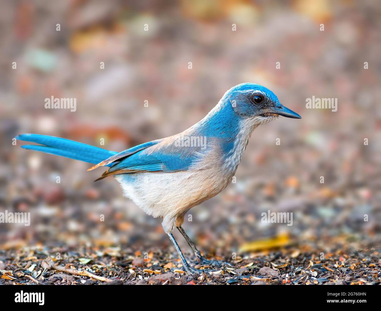 Western Scrub Jay Stock Photo Alamy