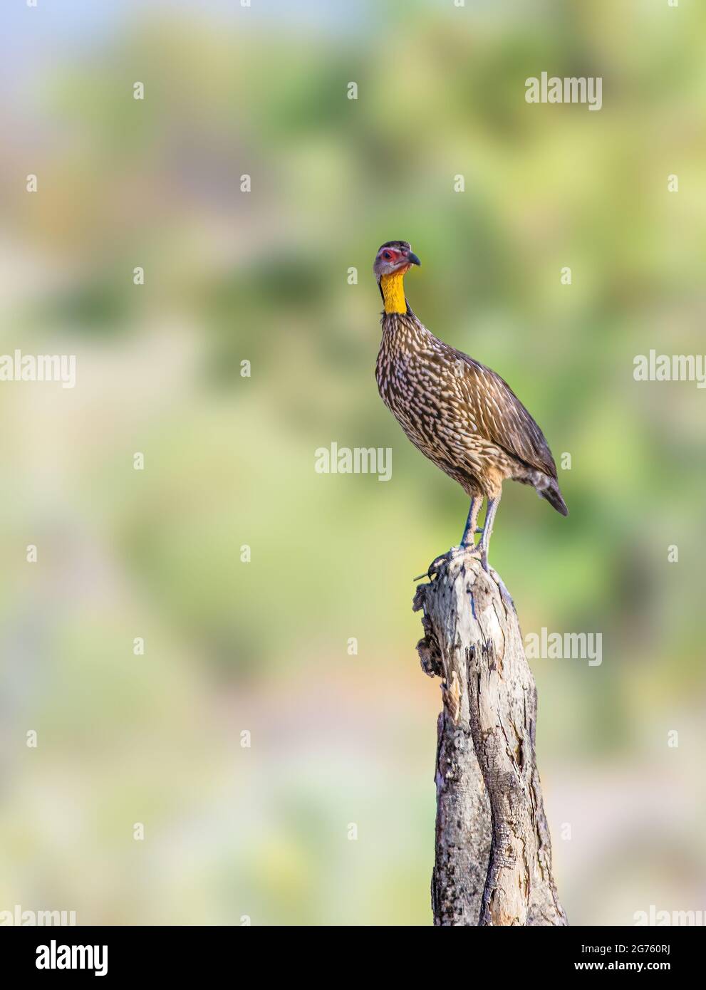 Yellow Necked Francolin Stock Photo