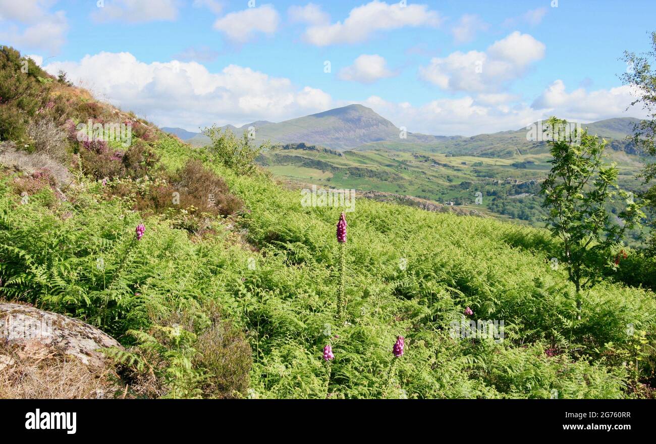 Mountain scenery North Wales Porthmadog Stock Photo Alamy