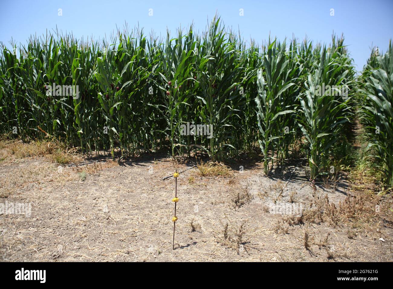 Corn field, Zea Mays, Indian Corn or Maize, edible grain plant of the Grass family or Poaceae, Drip Irrigation & anti tresspassing electric lines used Stock Photo