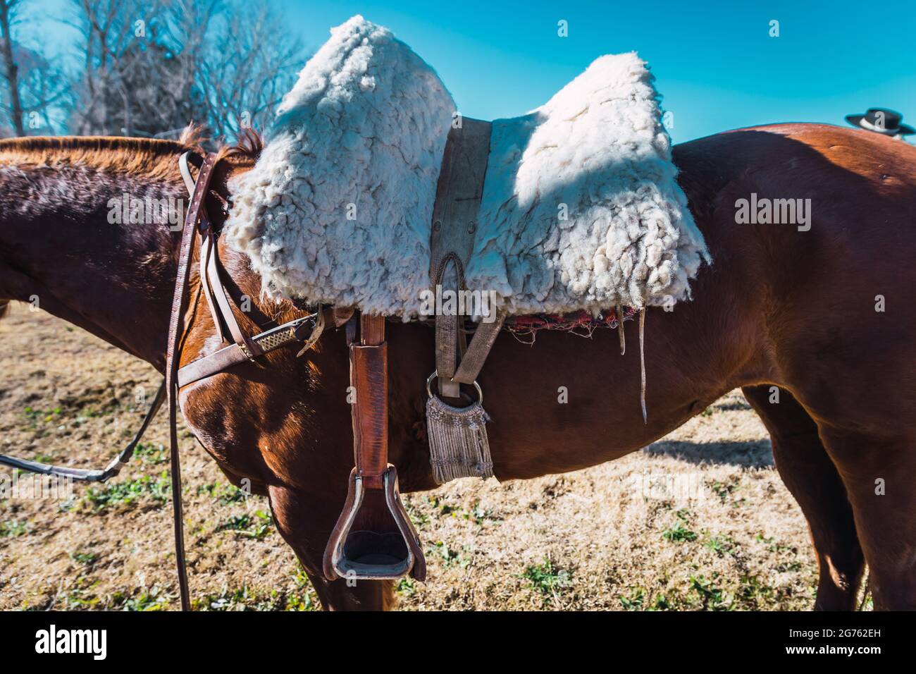 Rio Grande do Sul saddle gaucho crioulo horse fleece brown brownish lasso  rs rio grande do sul travel brazil animal mammal Stock Photo - Alamy