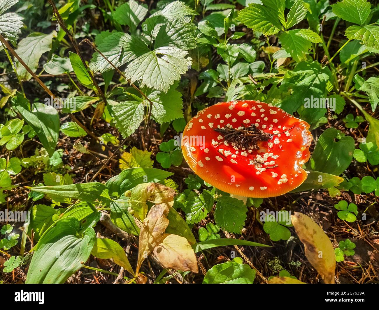 White beautiful toadstool in summer hi-res stock photography and images ...