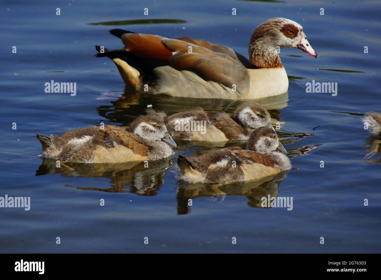 An Egyptian goose with its goslings swimming in a lake in a park of London, UK Stock Photo