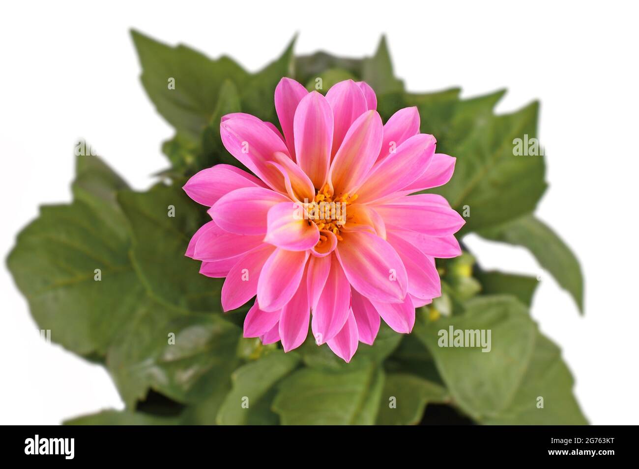 Close up of pink Dahlia flower isolated on white background Stock Photo ...
