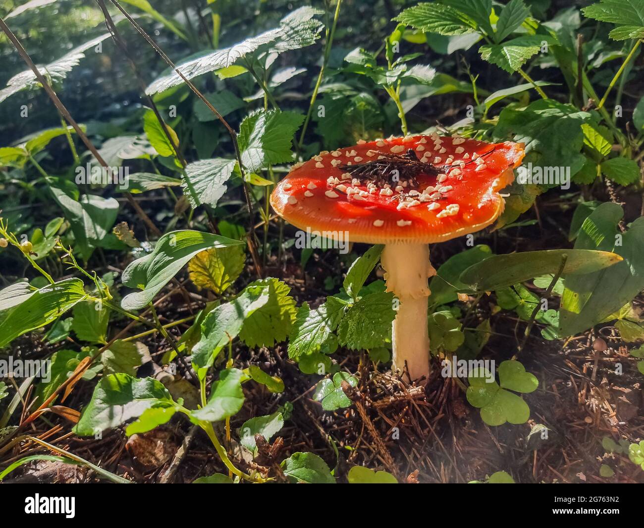 Red mushroom , toadstool in the forest.Amanita Muscaria.red fly agaric
