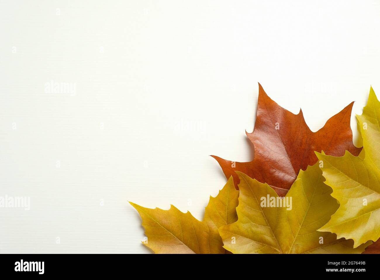Happy Thanksgiving greeting card template. Maple leaves on white ...