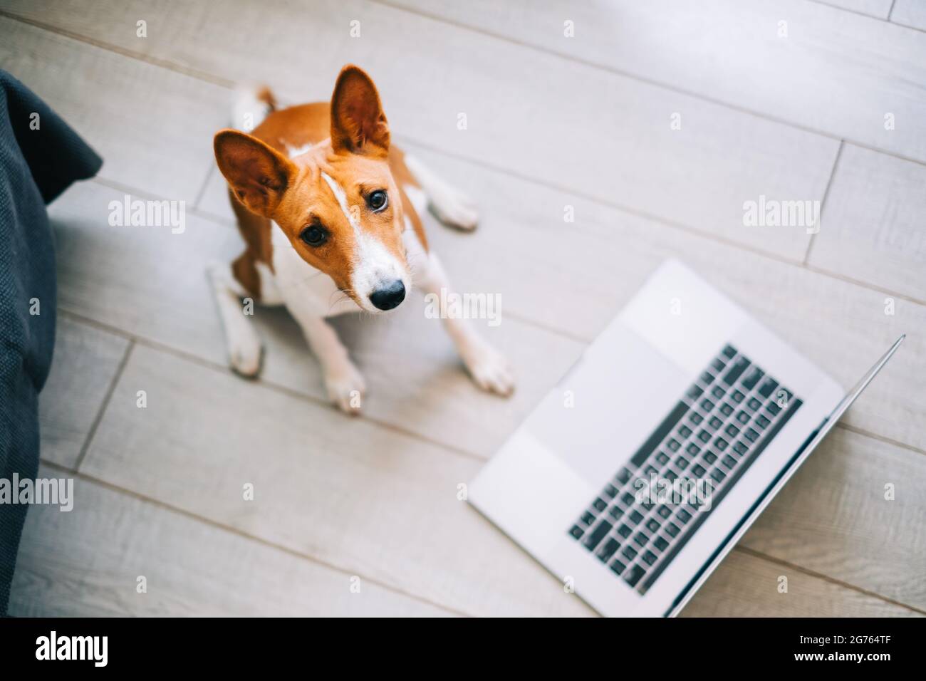 Red white basenji dog standing near laptop computer at home Stock Photo ...
