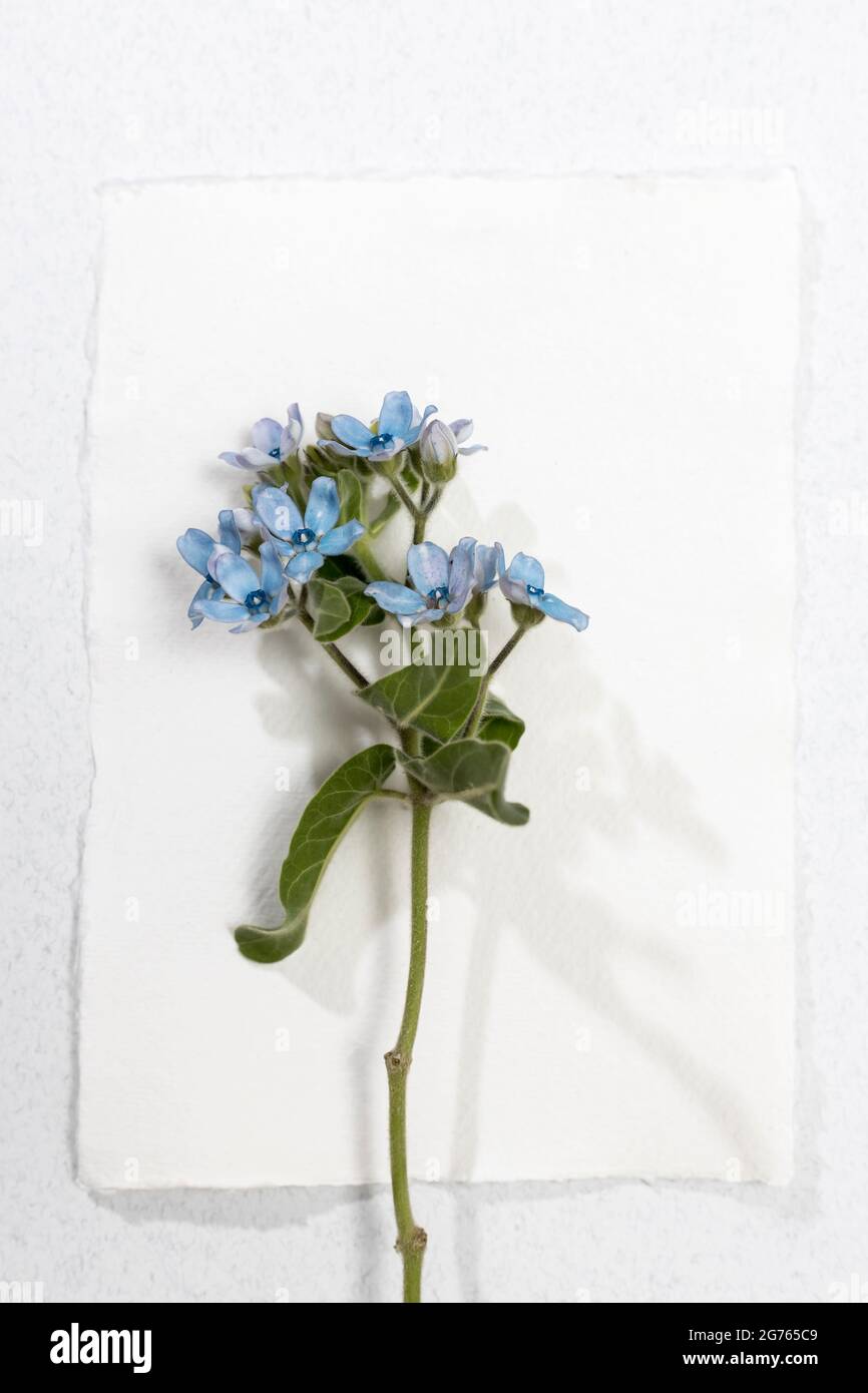 Flower hackelia velutina isolated on white background. Frame. Mockup Stock Photo