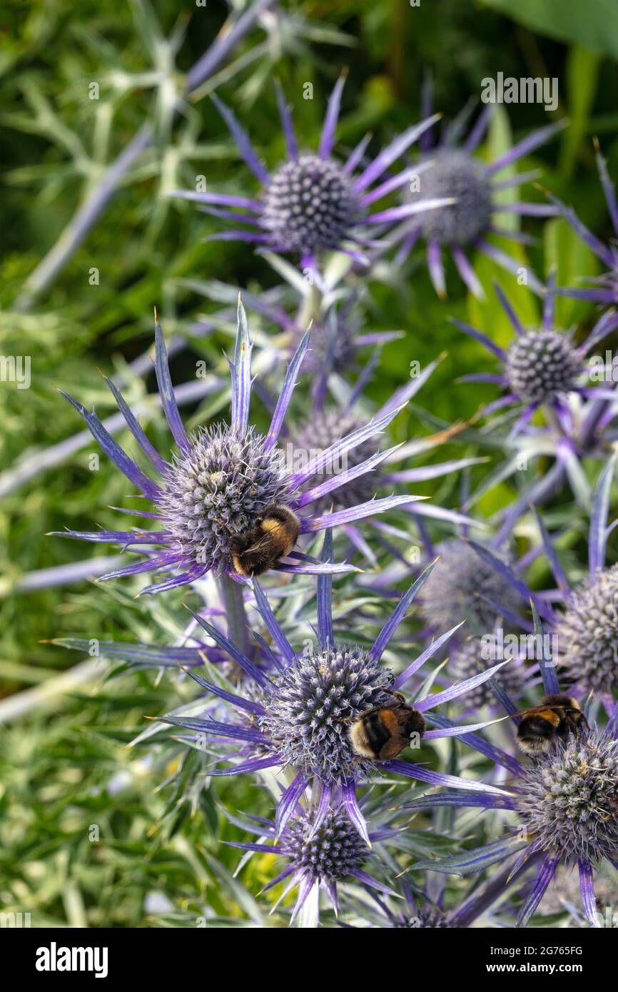 Bees swarming over Eryngium bourgatii 'Oxford Blue’, Sea holly 'Oxford Blue’, close up plant and