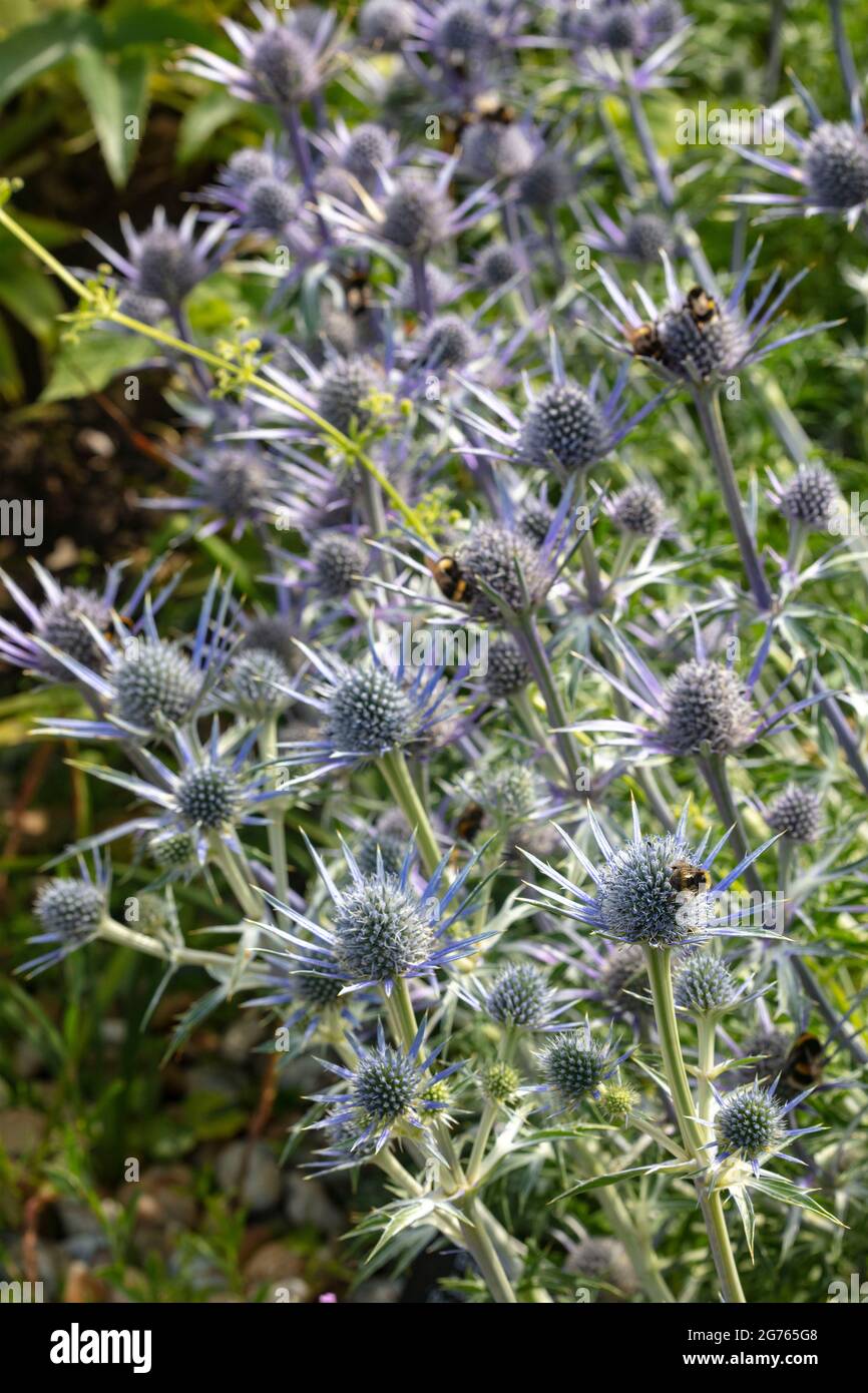 Bees swarming over Eryngium bourgatii 'Oxford Blue’, Sea holly 'Oxford Blue’, close up plant and