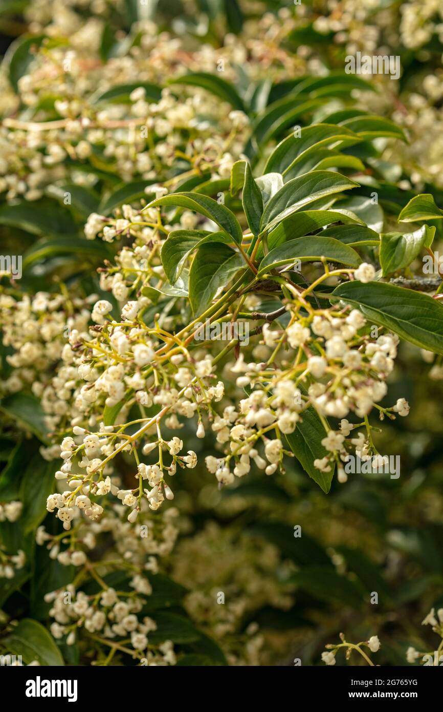 Fragrant Viburnum × hillieri ‘Winton’, arrowwood ‘Winton', natural plant portrait Stock Photo