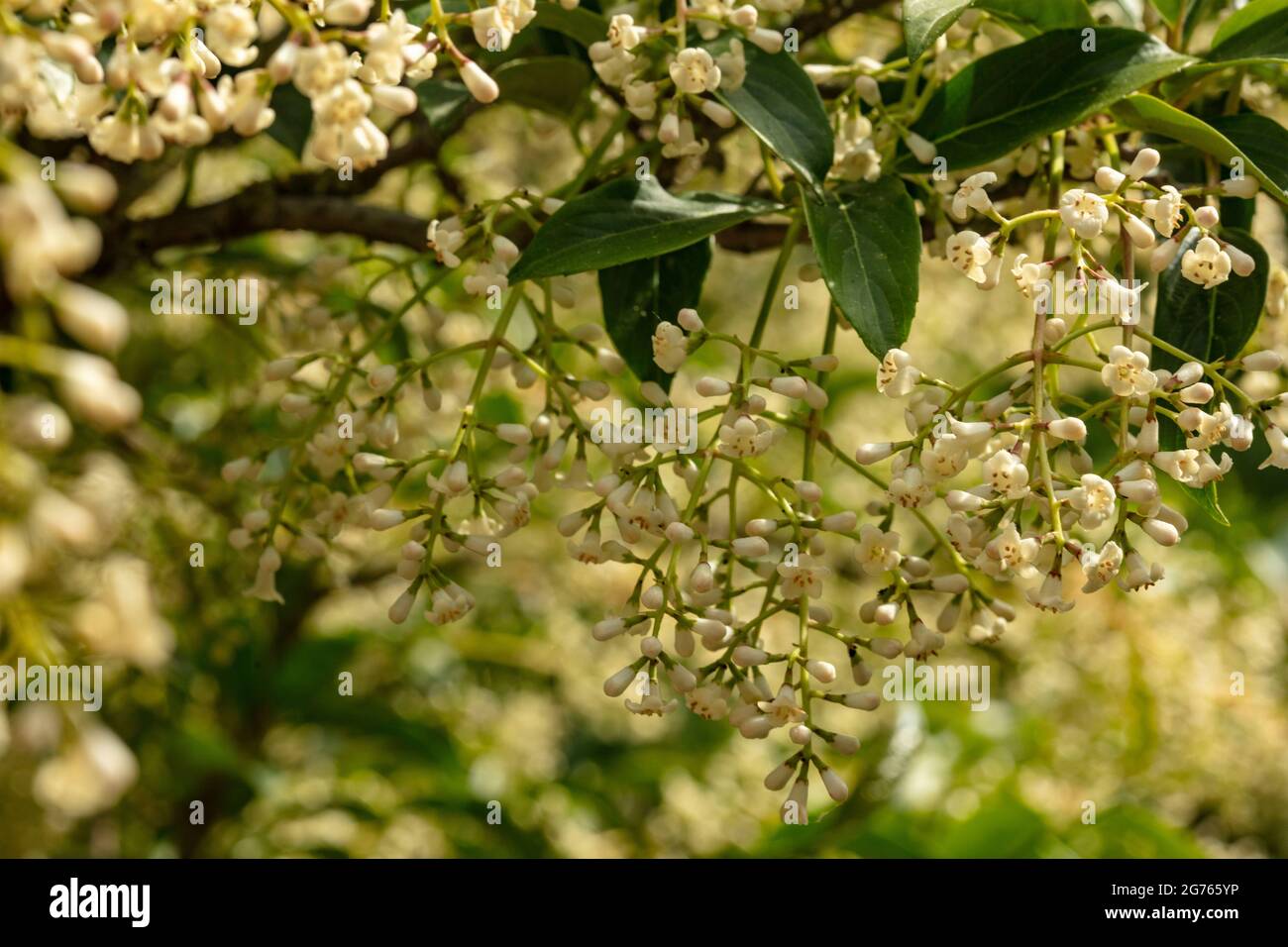 Fragrant Viburnum × hillieri ‘Winton’, arrowwood ‘Winton', natural plant portrait Stock Photo