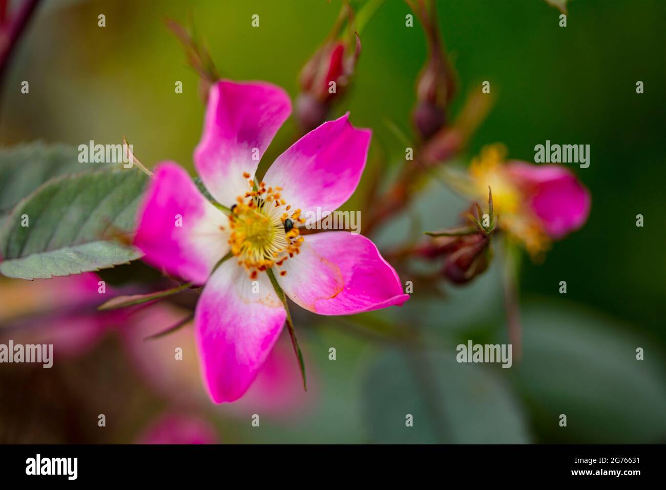 Delicate Rosa glauca, redleaved rose, Rosa glauca ‘Rubrifolia’, Rosa