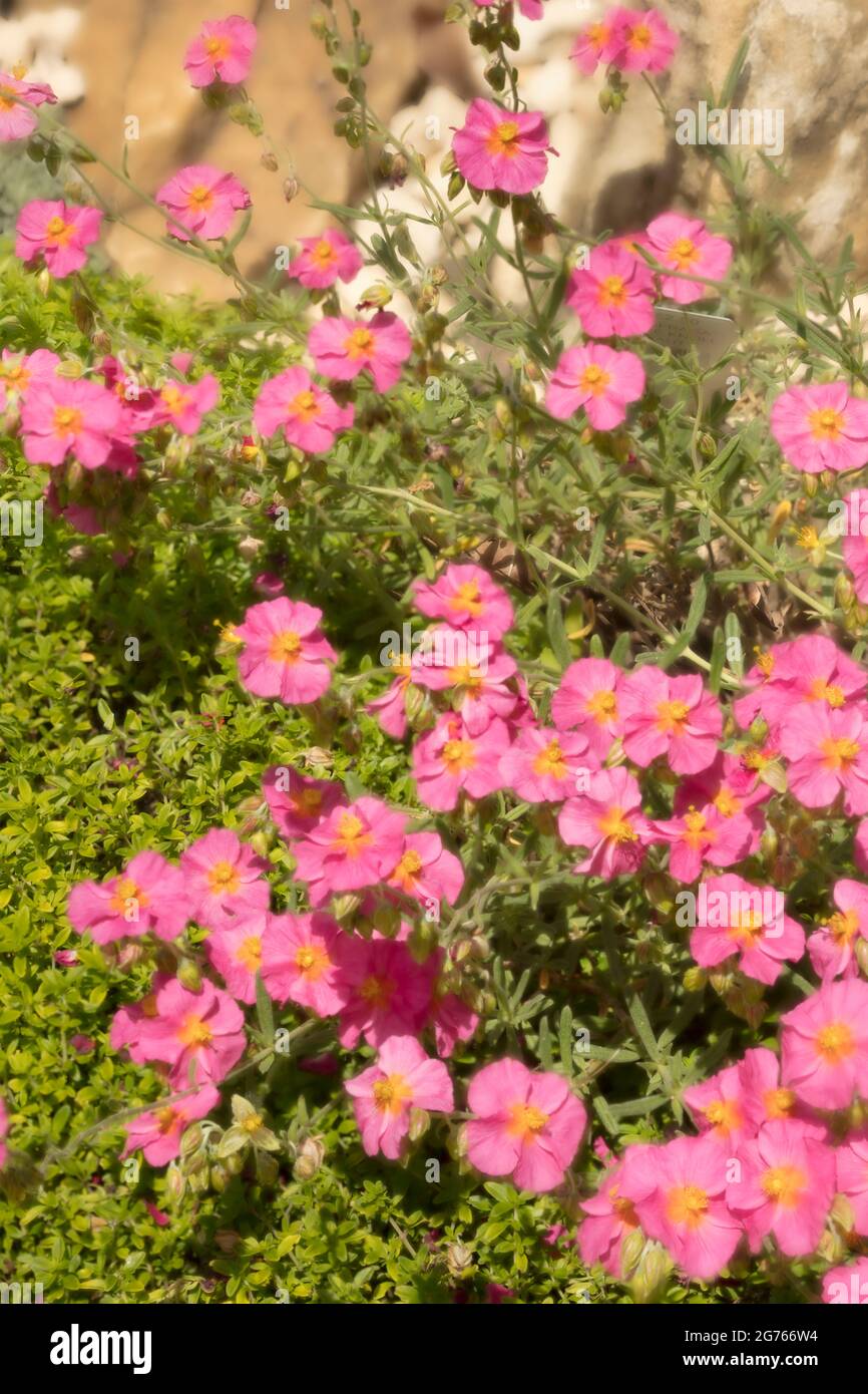 Glowing Helianthemum 'Ben Hope’, Helianthemum nummularium 'Ben Hope’ flowering in bright sunshine Stock Photo