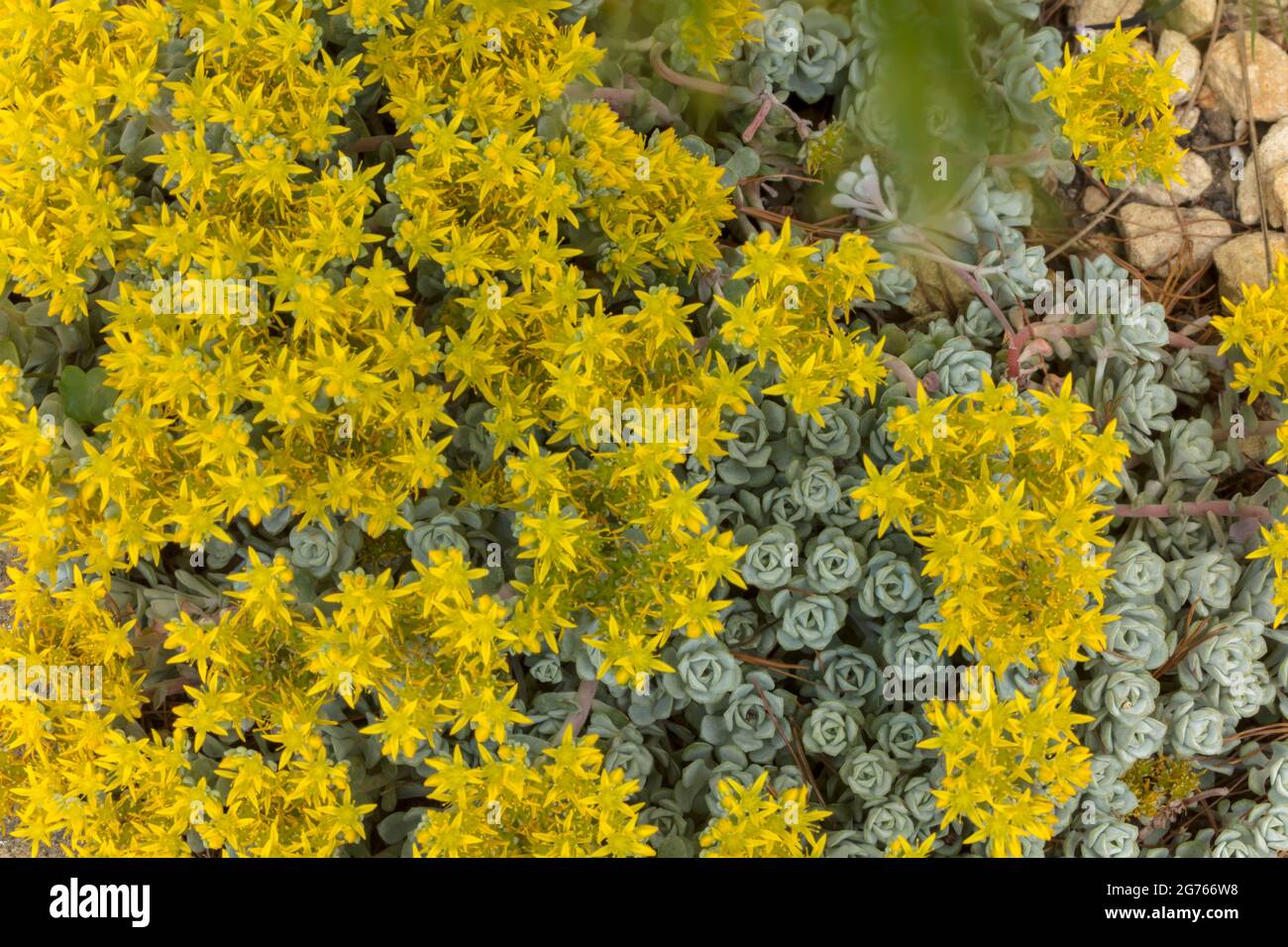 Clump forming Tanacetum  Haradjanii with small yellow flowers Stock Photo