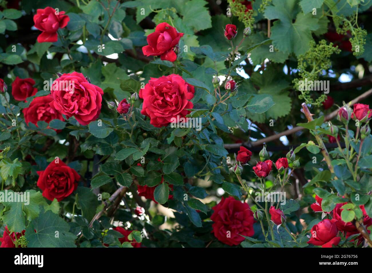 Seasonal red ivy roses, thorns and green leaves. Red ivy roses. Red