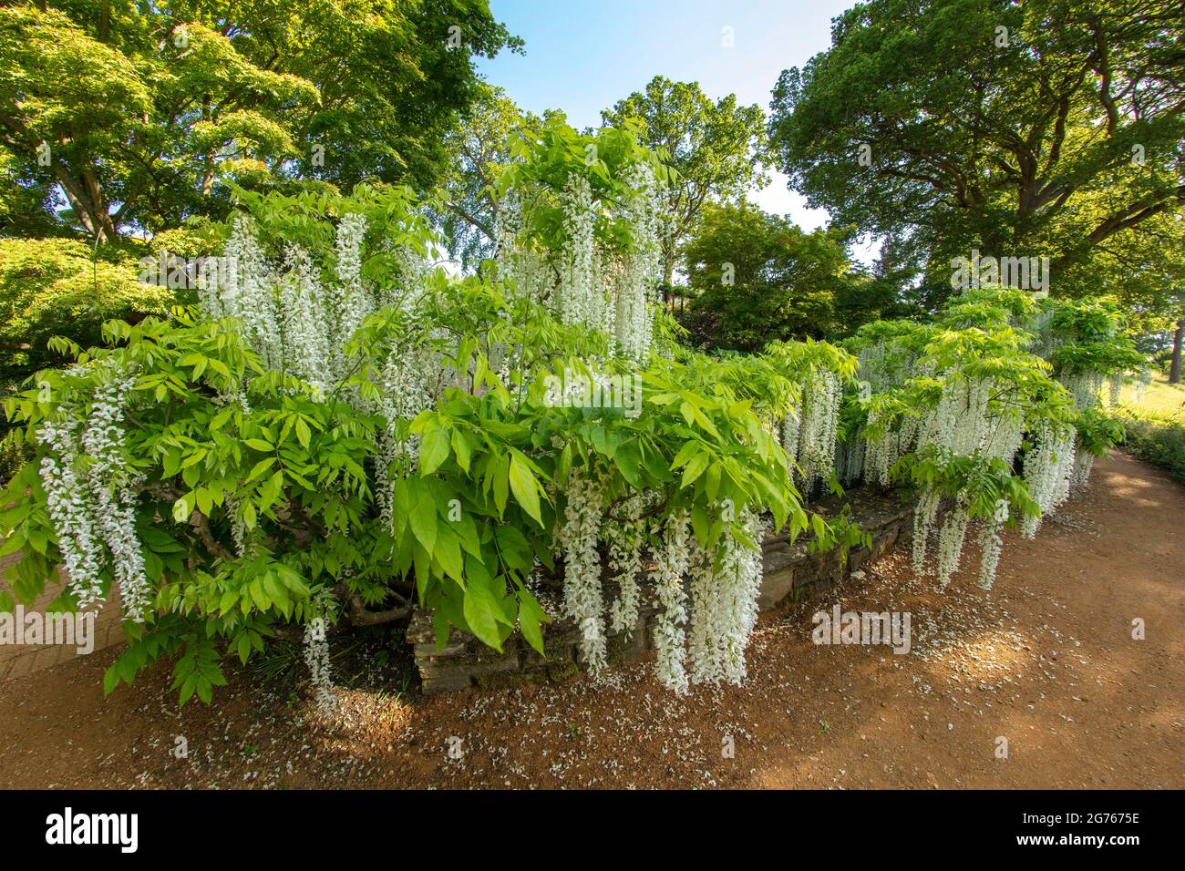 Magnificent Wisteria floribunda f. alba 'Shiro-noda', white Japanese  wisteria, Wisteria floribunda 'Shiro-naga', Wisteria floribunda 'Longissima  Alba' Stock Photo - Alamy
