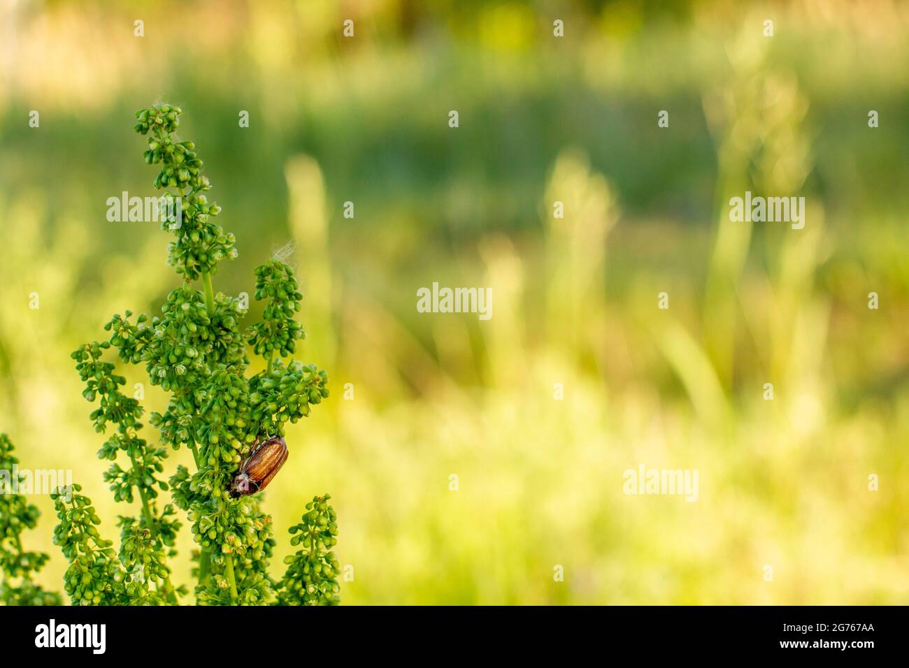 Maybug sits on the plant against the side of the bokeh in the form of a summer meadow. Stock Photo