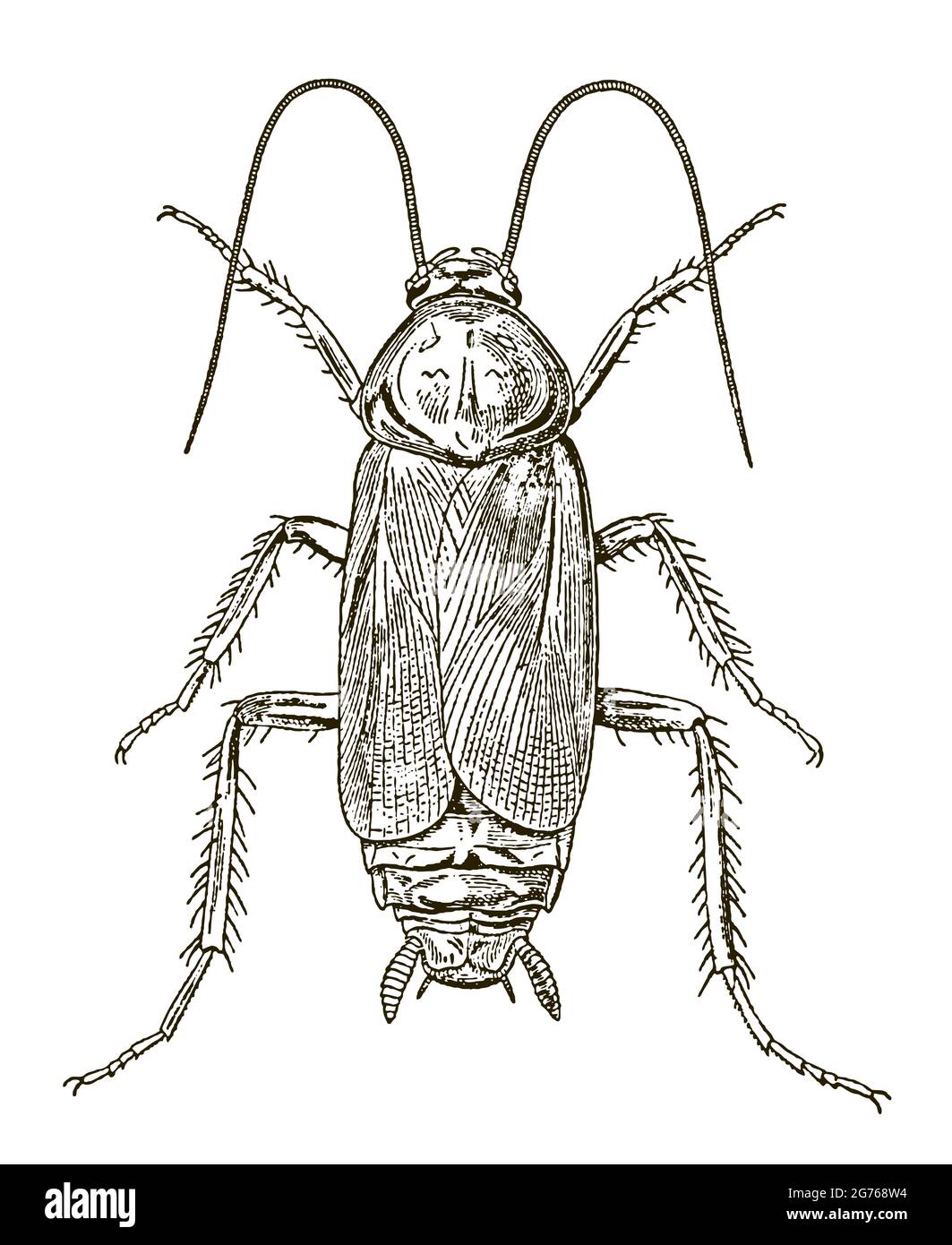 Male oriental cockroach blatta orientalis in dorsal view, after antique engraving Stock Vector