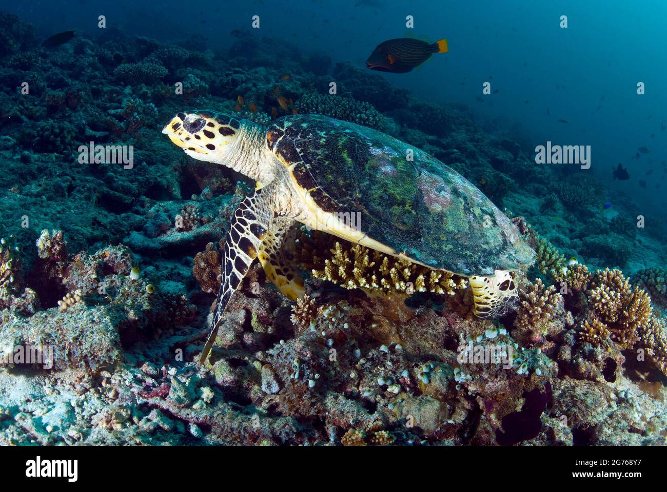 Hawksbill sea turtle swimming over reef at Fish Head, Maldives Stock Photo