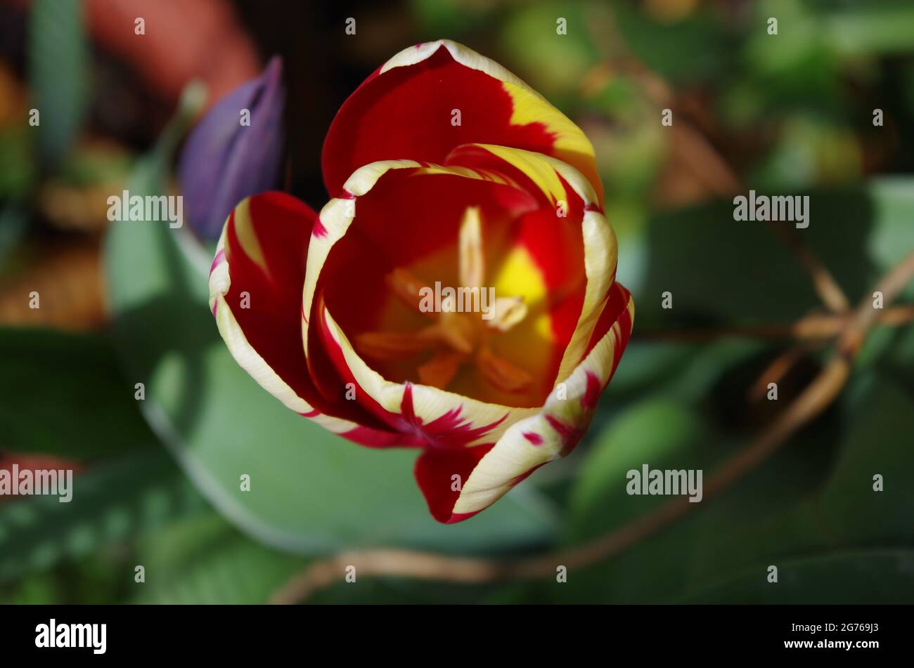 tulipán jaspeado Stock Photo
