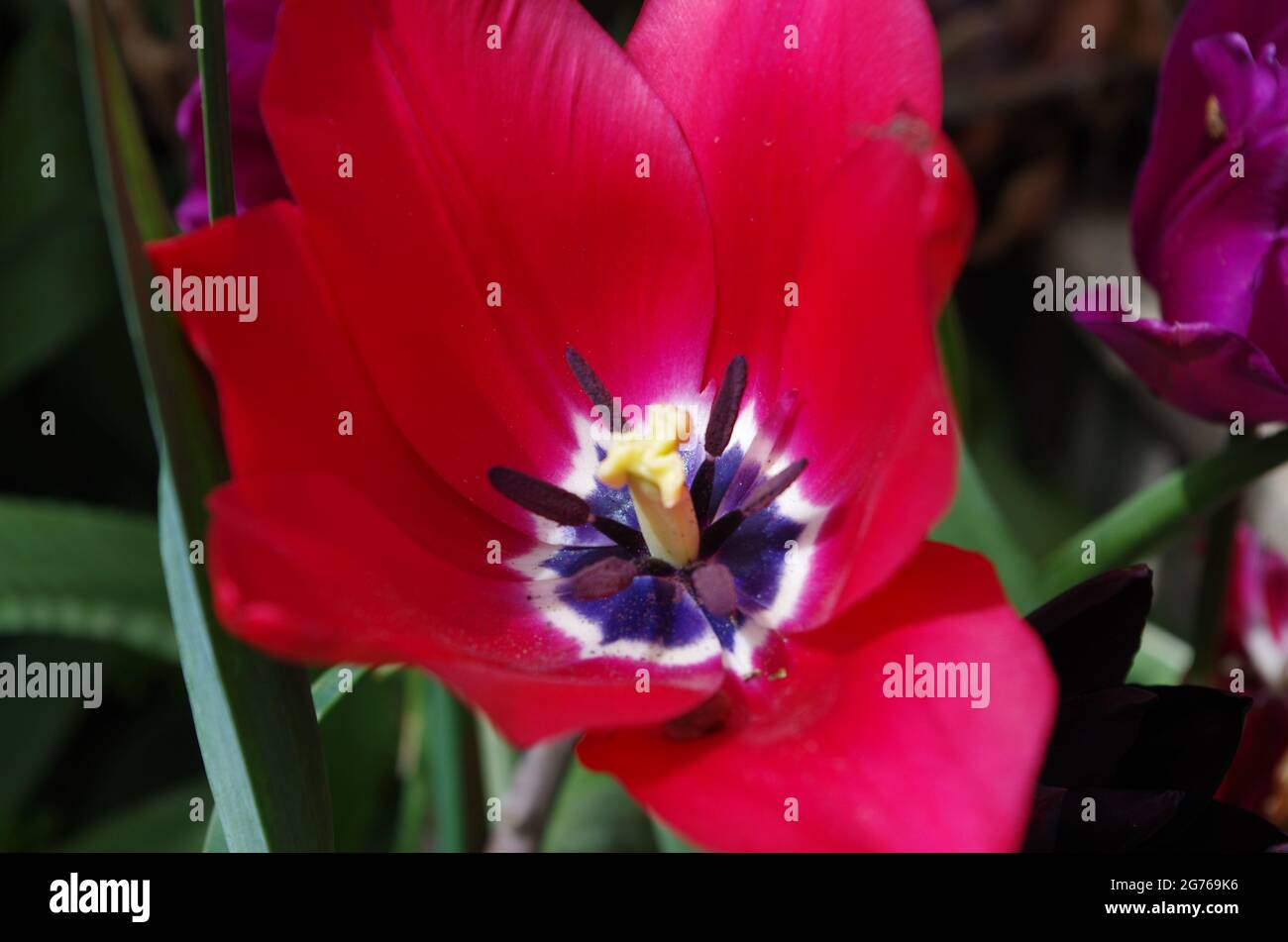tulipán rojo Stock Photo